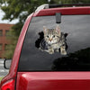 3D Dog Car Sticker Waterproof Cat Car Sticker Toilet Sticker Wall Stickers Removable Art Decals Sticker Home Decor Dropshipping