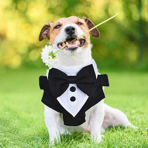 Dogs Tuxedo Wedding Party Suit Dog Formal Tuxedo with Bow Tie and Traction Rope Dog Outfit, Dog Tuxedo for Halloween