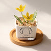 Personalized Dog Loss Gifts, "My Favorite Hello" Planter, Pet Memorial, Custom Design & Birth Month Flower