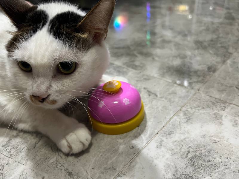 Pet Toys Bell for Dogs Cat Training Interactive Toy, Pet Accessories