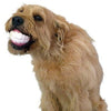 Funny Silicone Dog Chew Toys For Dog, Pet Accessories